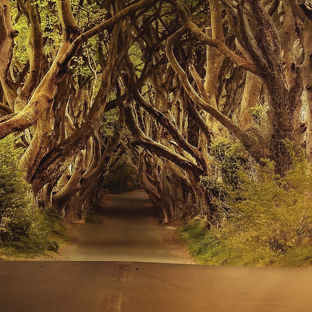 Glezna baltā rāmī - Mysterious Forest  Home Trends DECO