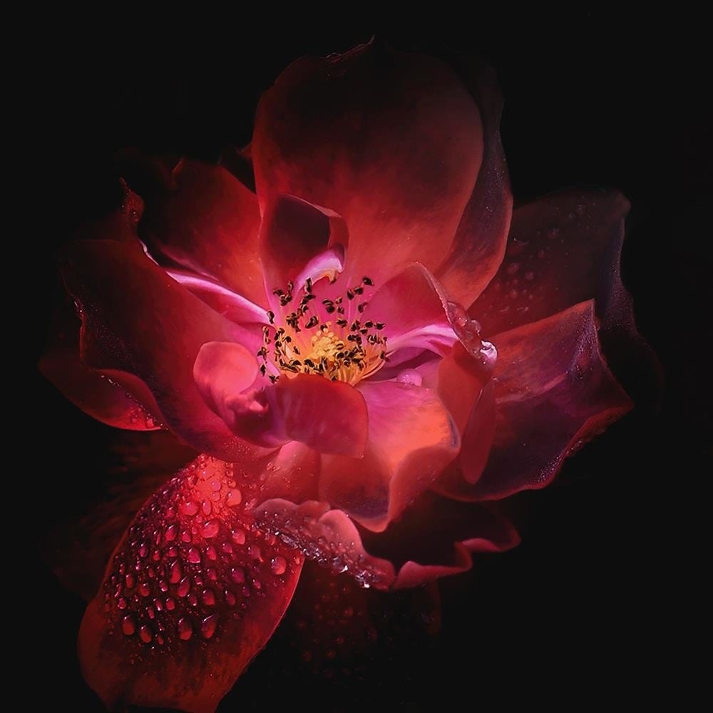 Glezna baltā rāmī - Night Flower  Home Trends DECO
