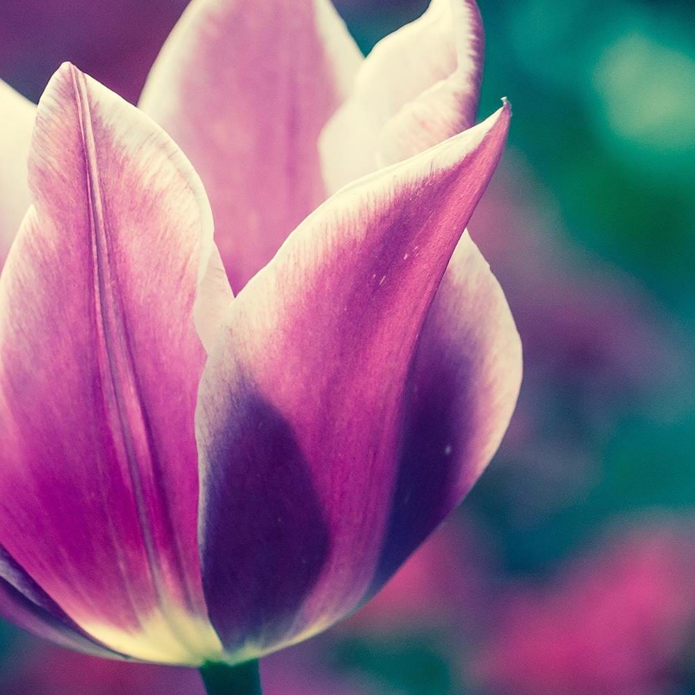 Glezna baltā rāmī - Open Tulip  Home Trends DECO
