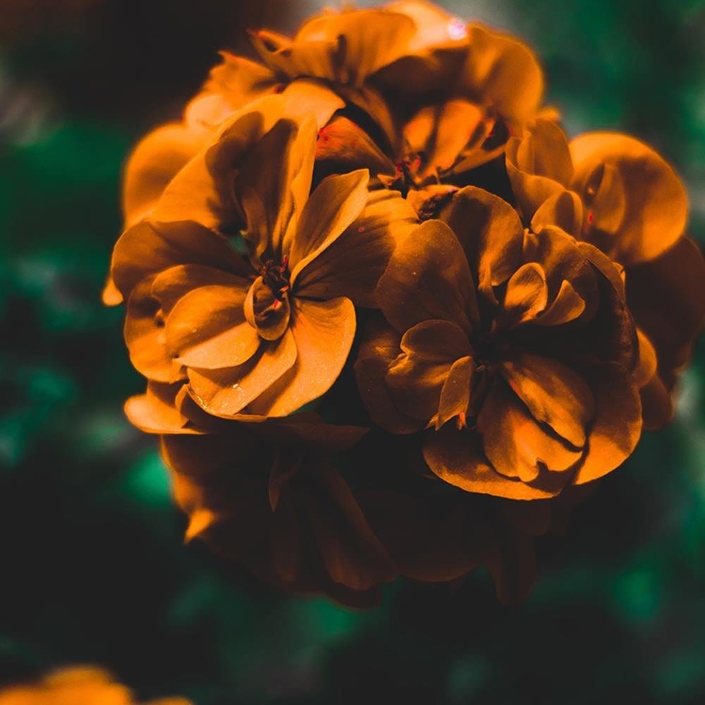 Glezna baltā rāmī - Orange Flowers  Home Trends DECO