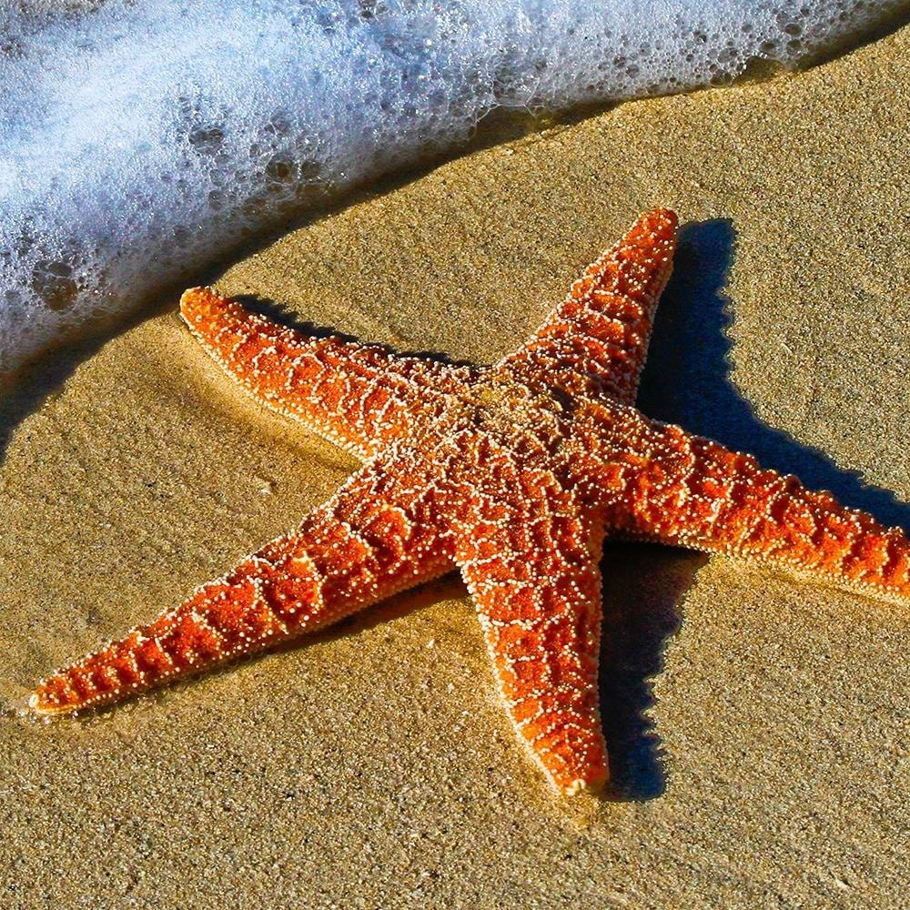 Glezna baltā rāmī - Orange Starfish  Home Trends DECO