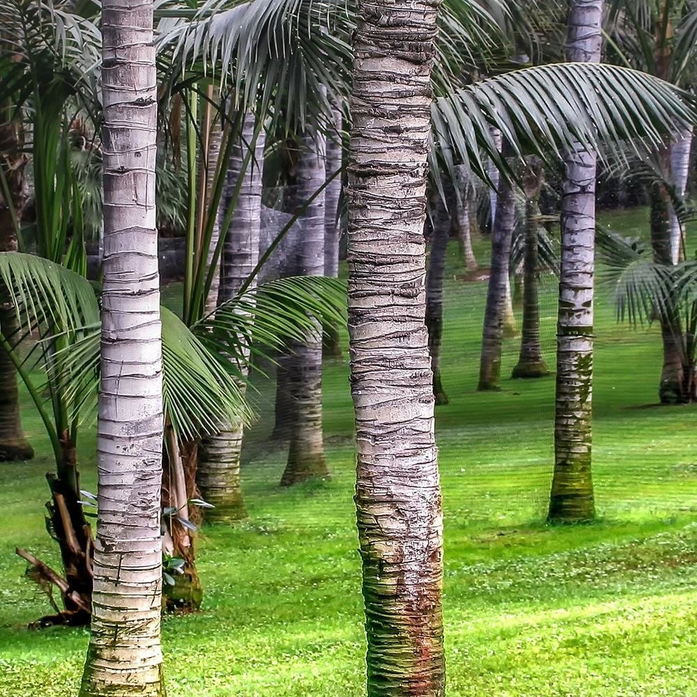 Glezna baltā rāmī - Palm Forest  Home Trends DECO