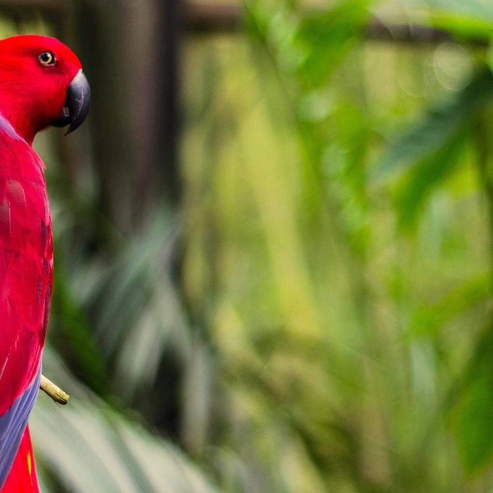 Glezna baltā rāmī - Paradise Parrot  Home Trends DECO