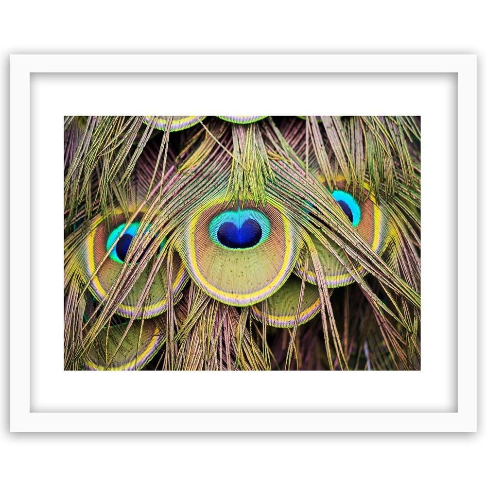 Glezna baltā rāmī - Peacock Feathers  Home Trends DECO