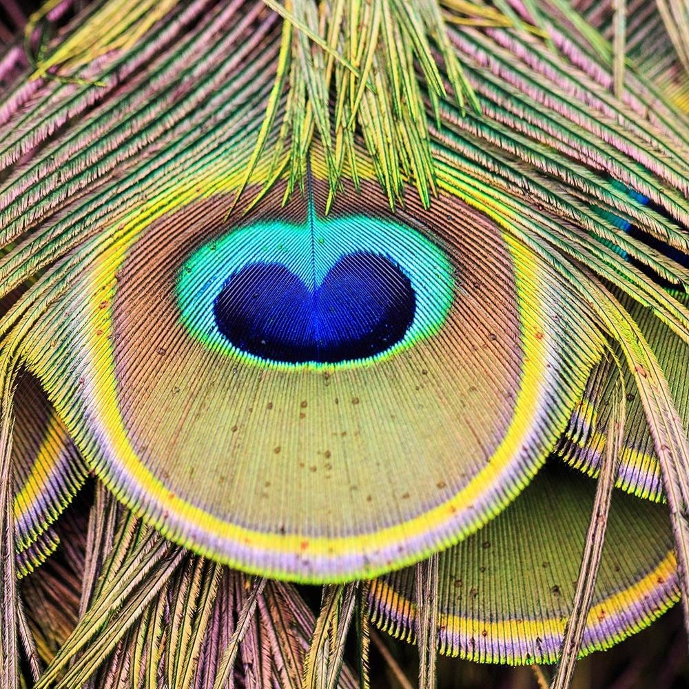 Glezna baltā rāmī - Peacock Feathers  Home Trends DECO