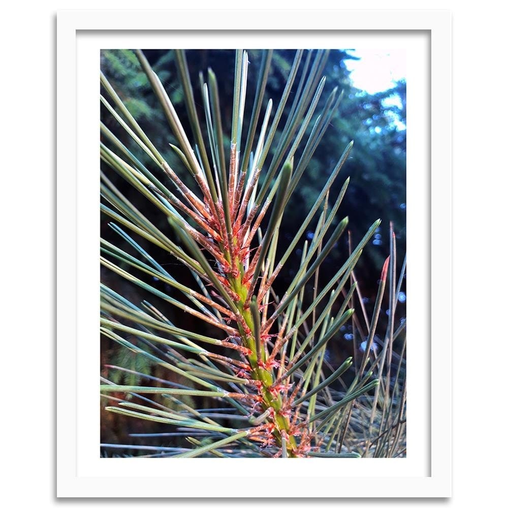Glezna baltā rāmī - Pine Needles  Home Trends DECO