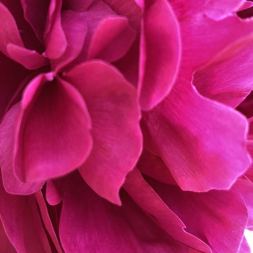 Glezna baltā rāmī - Pink Peony  Home Trends DECO