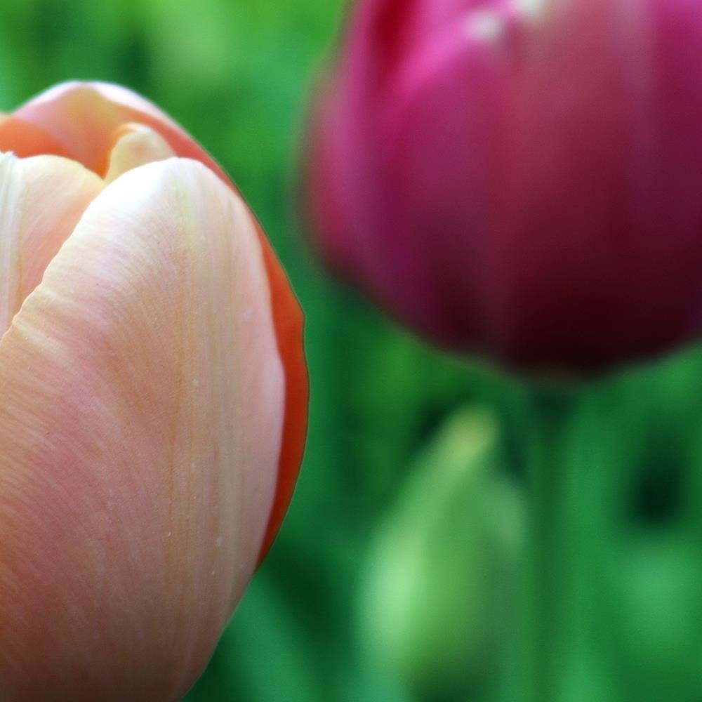 Glezna baltā rāmī - Pink Tulip  Home Trends DECO