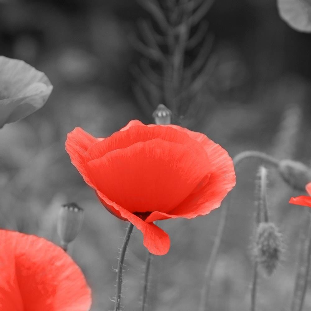 Glezna baltā rāmī - Poppies In The Meadow  Home Trends DECO