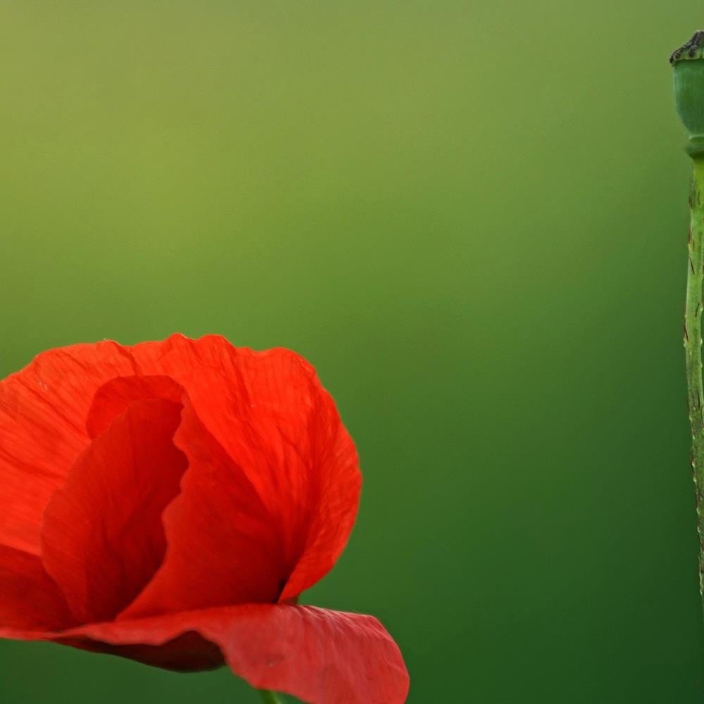 Glezna baltā rāmī - Poppy Flower On A Green Background  Home Trends DECO