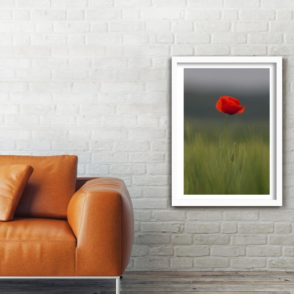 Glezna baltā rāmī - Poppy In Half  Home Trends DECO