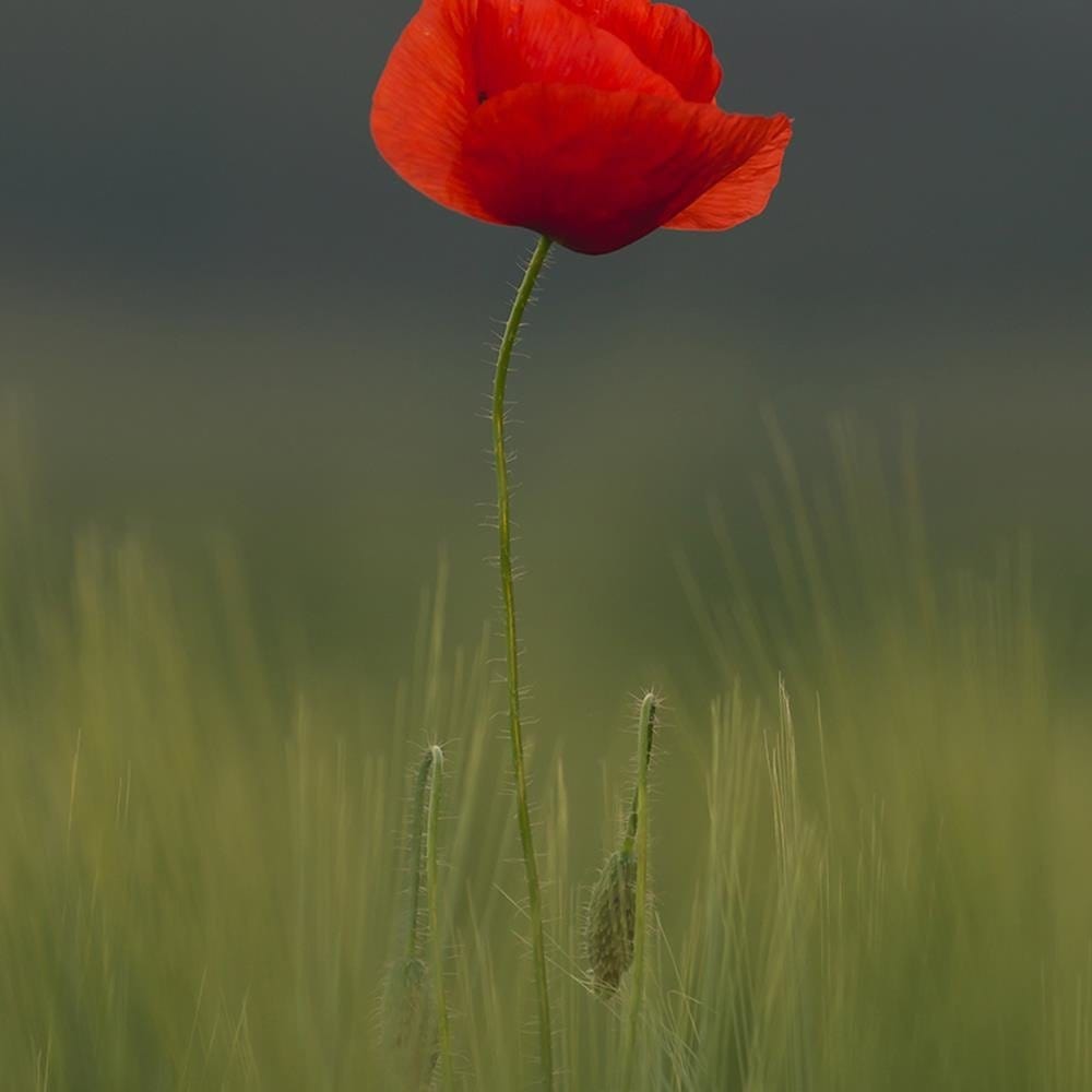 Glezna baltā rāmī - Poppy In Half  Home Trends DECO
