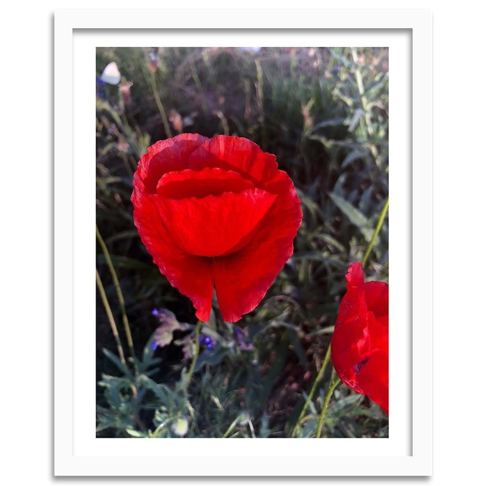 Glezna baltā rāmī - Poppy Petals  Home Trends DECO