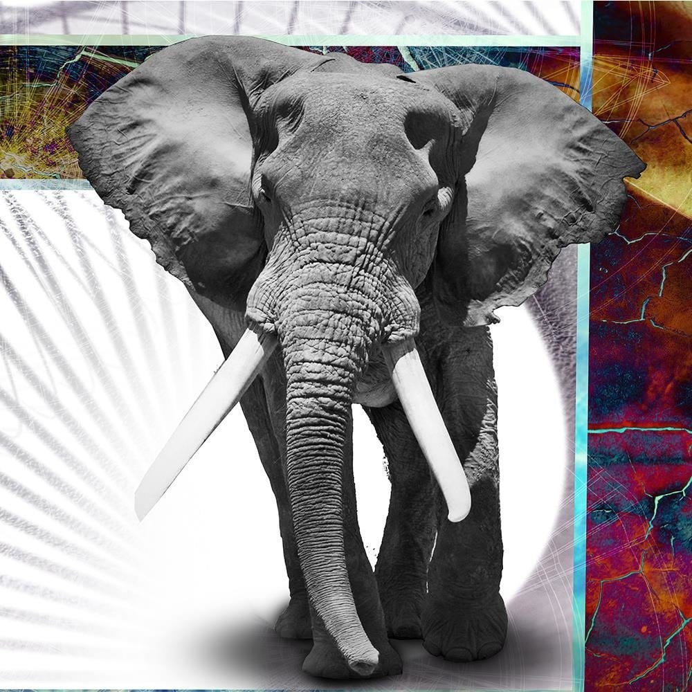 Glezna baltā rāmī - Powerful Elephant  Home Trends DECO