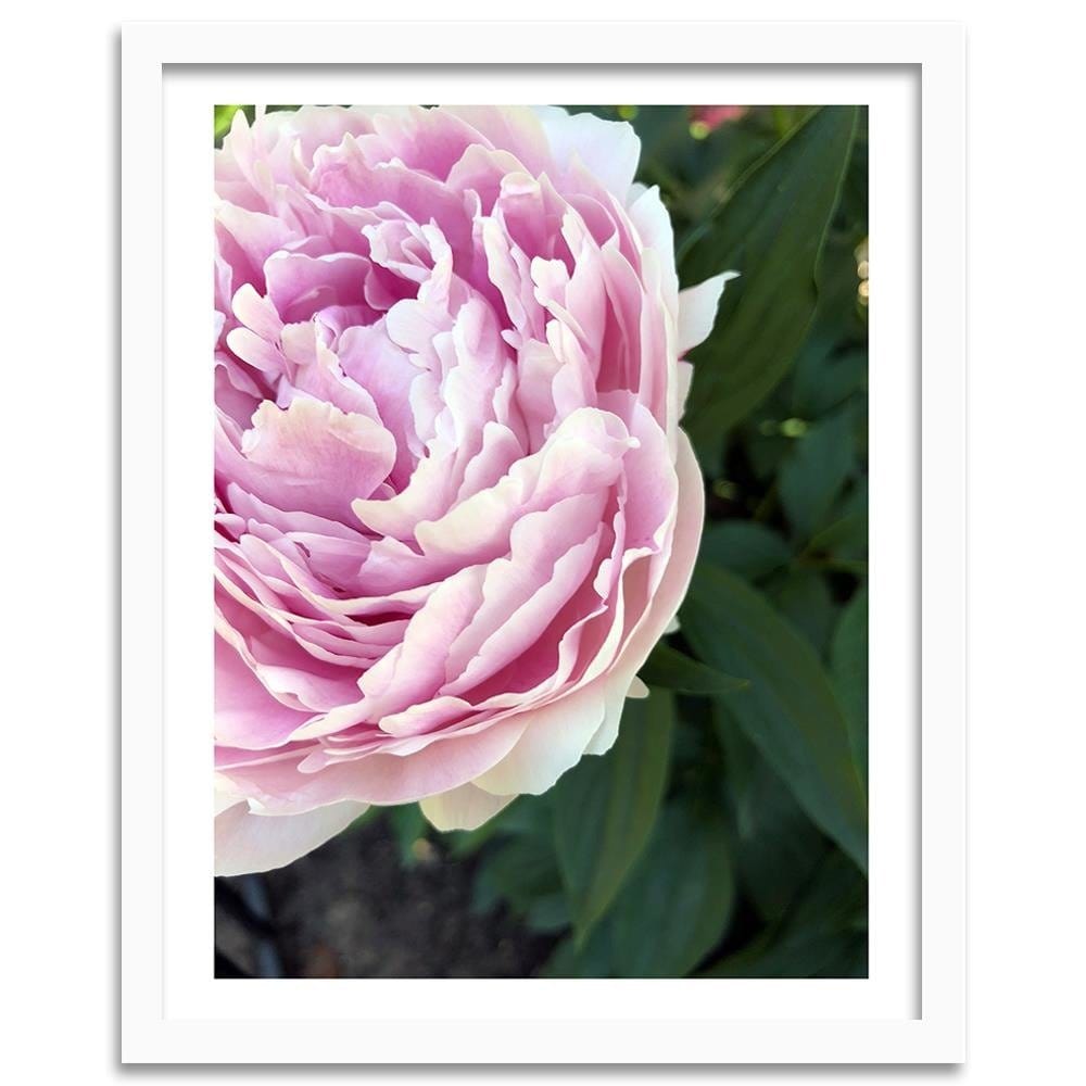 Glezna baltā rāmī - Pretty Pink Peony  Home Trends DECO