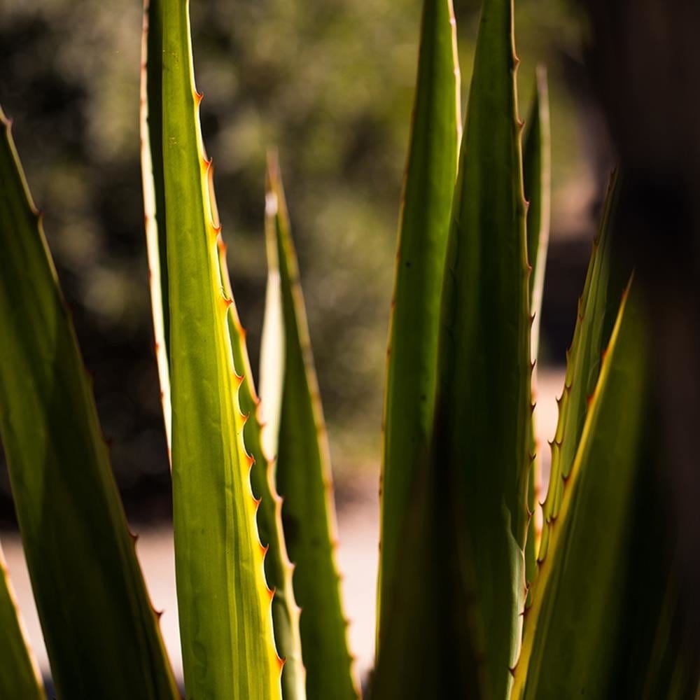 Glezna baltā rāmī - Prickly Leaves  Home Trends DECO
