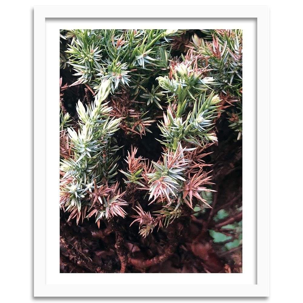 Glezna baltā rāmī - Prickly Shrub  Home Trends DECO