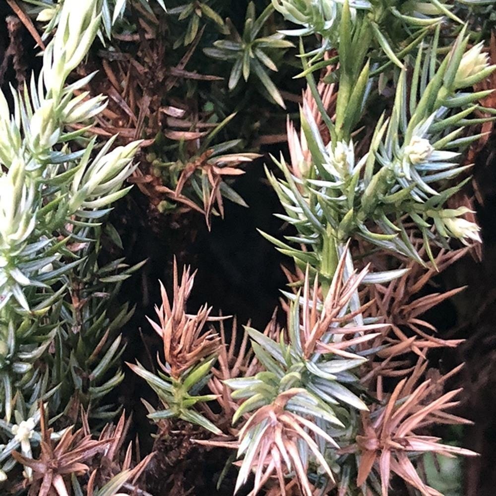 Glezna baltā rāmī - Prickly Shrub  Home Trends DECO