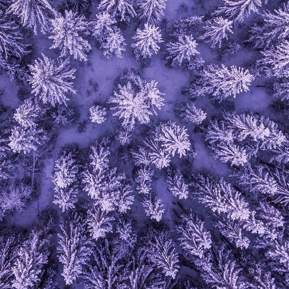 Glezna baltā rāmī - Purple Forest  Home Trends DECO