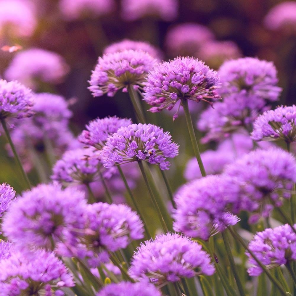 Glezna baltā rāmī - Purple Garden  Home Trends DECO