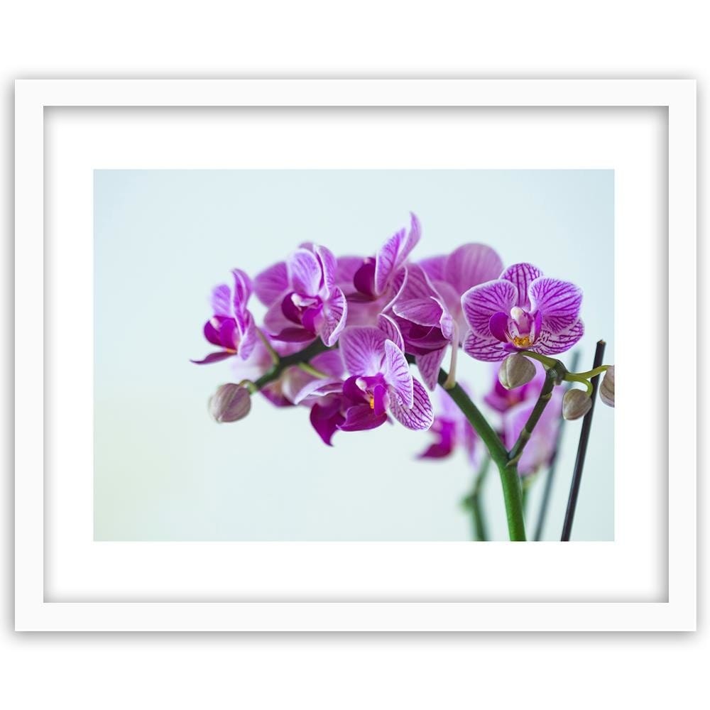 Glezna baltā rāmī - Purple Orchid  Home Trends DECO