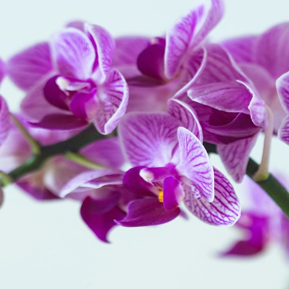 Glezna baltā rāmī - Purple Orchid  Home Trends DECO