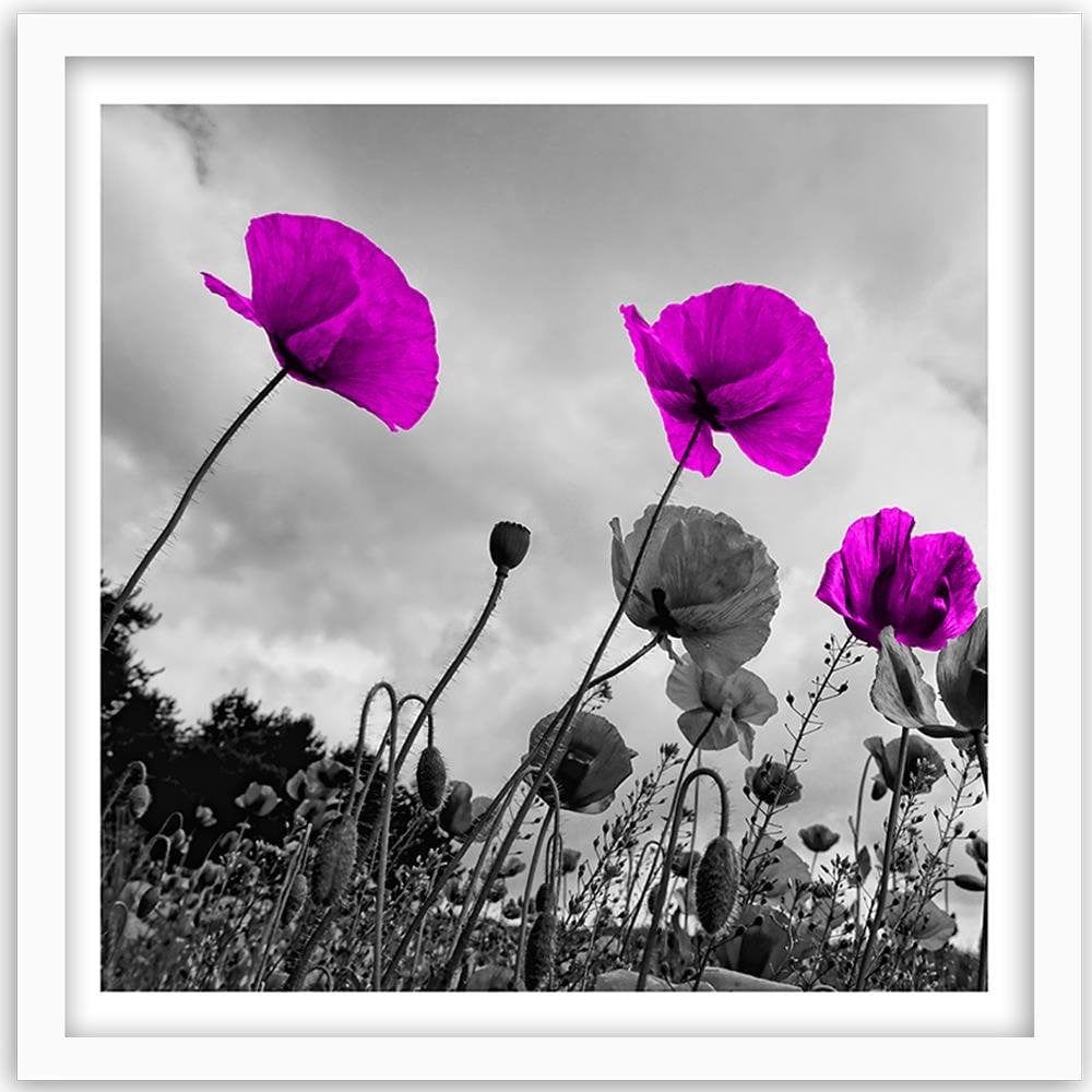 Glezna baltā rāmī - Purple Poppy Flowers  Home Trends DECO