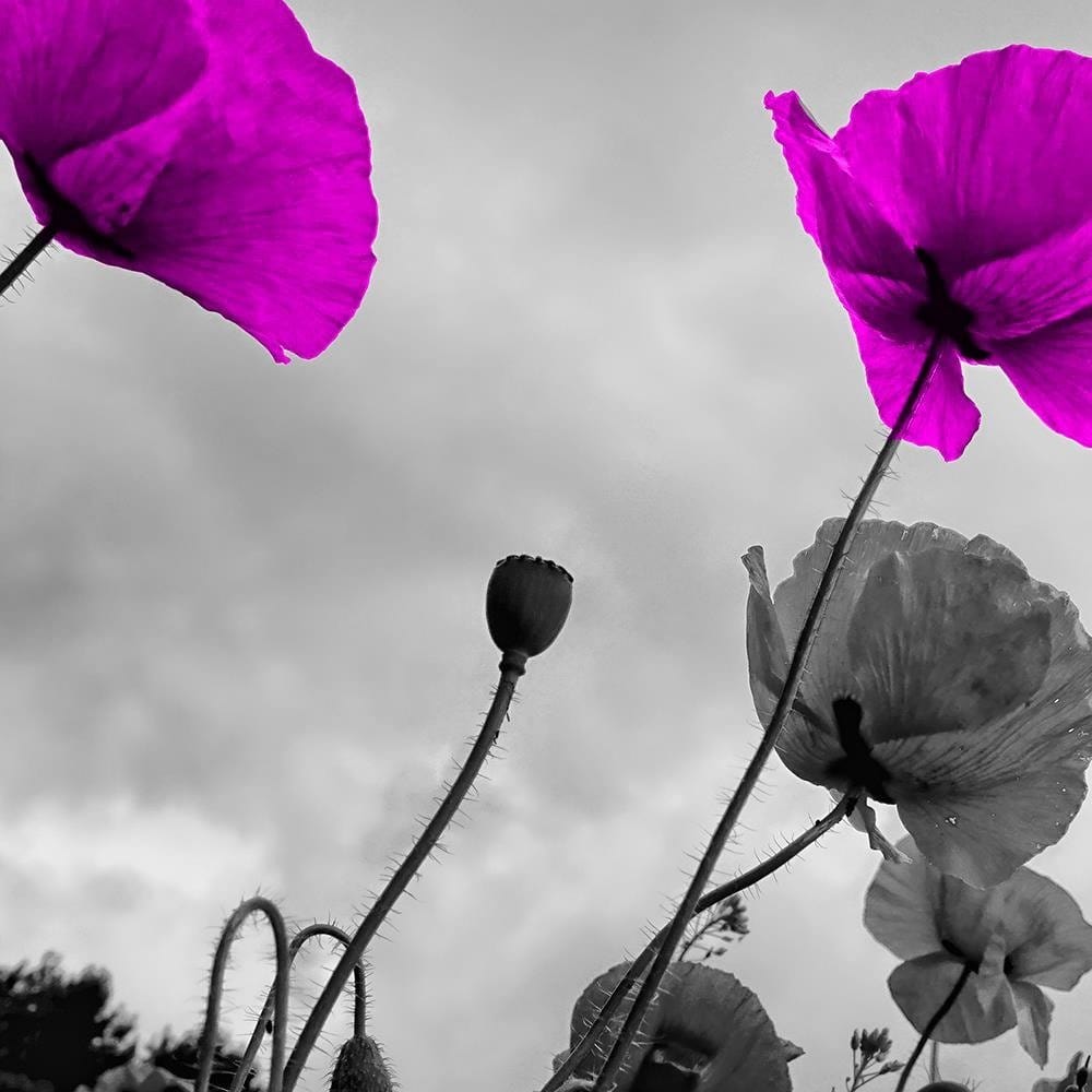 Glezna baltā rāmī - Purple Poppy Flowers  Home Trends DECO