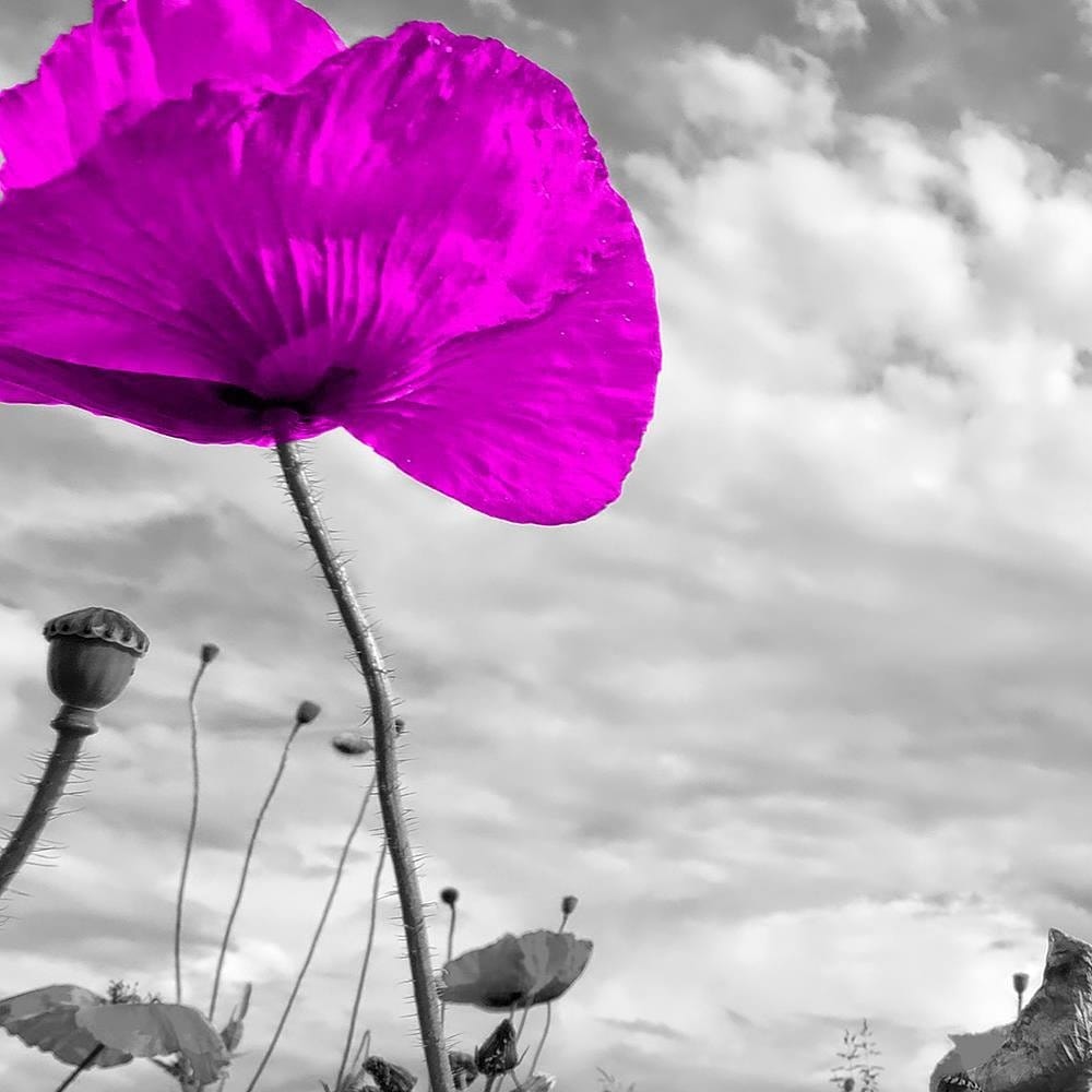 Glezna baltā rāmī - Purple Poppy  Home Trends DECO