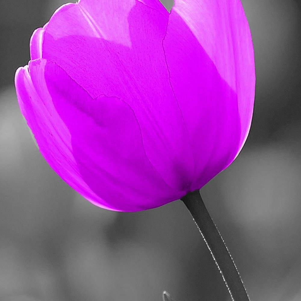Glezna baltā rāmī - Purple Tulip  Home Trends DECO