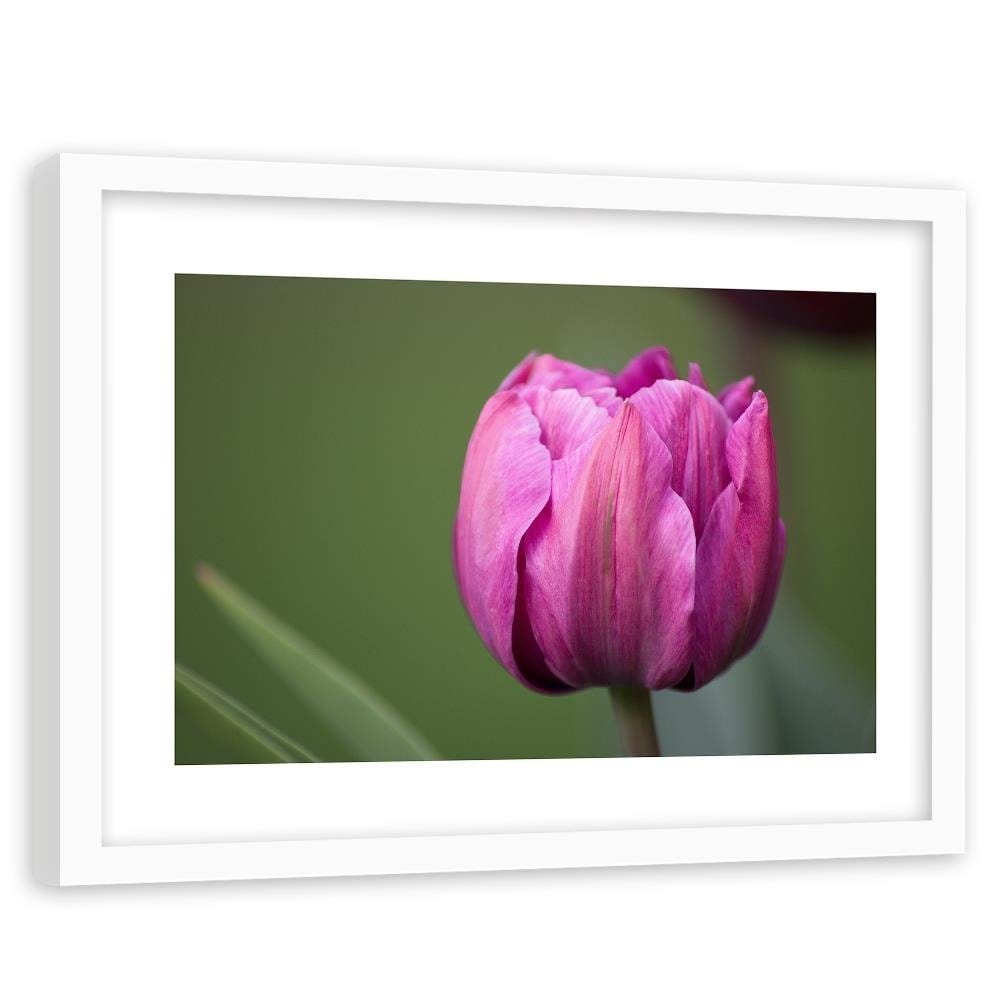 Glezna baltā rāmī - Purple Tulip  Home Trends DECO