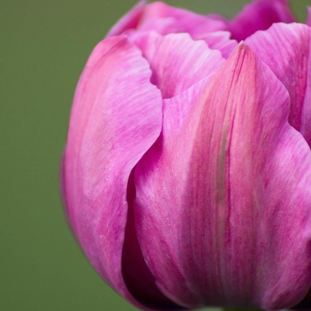 Glezna baltā rāmī - Purple Tulip  Home Trends DECO