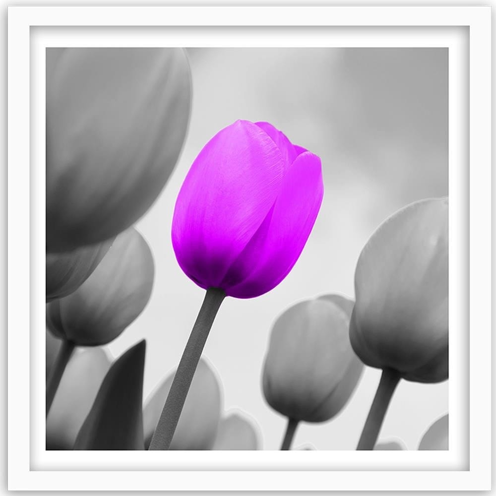 Glezna baltā rāmī - Purple Tulip In Gray  Home Trends DECO