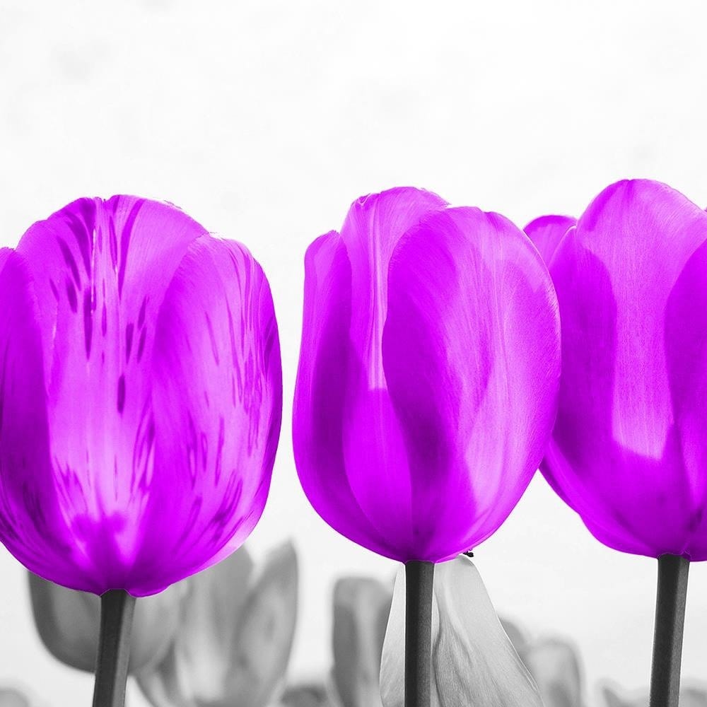 Glezna baltā rāmī - Purple Tulips  Home Trends DECO