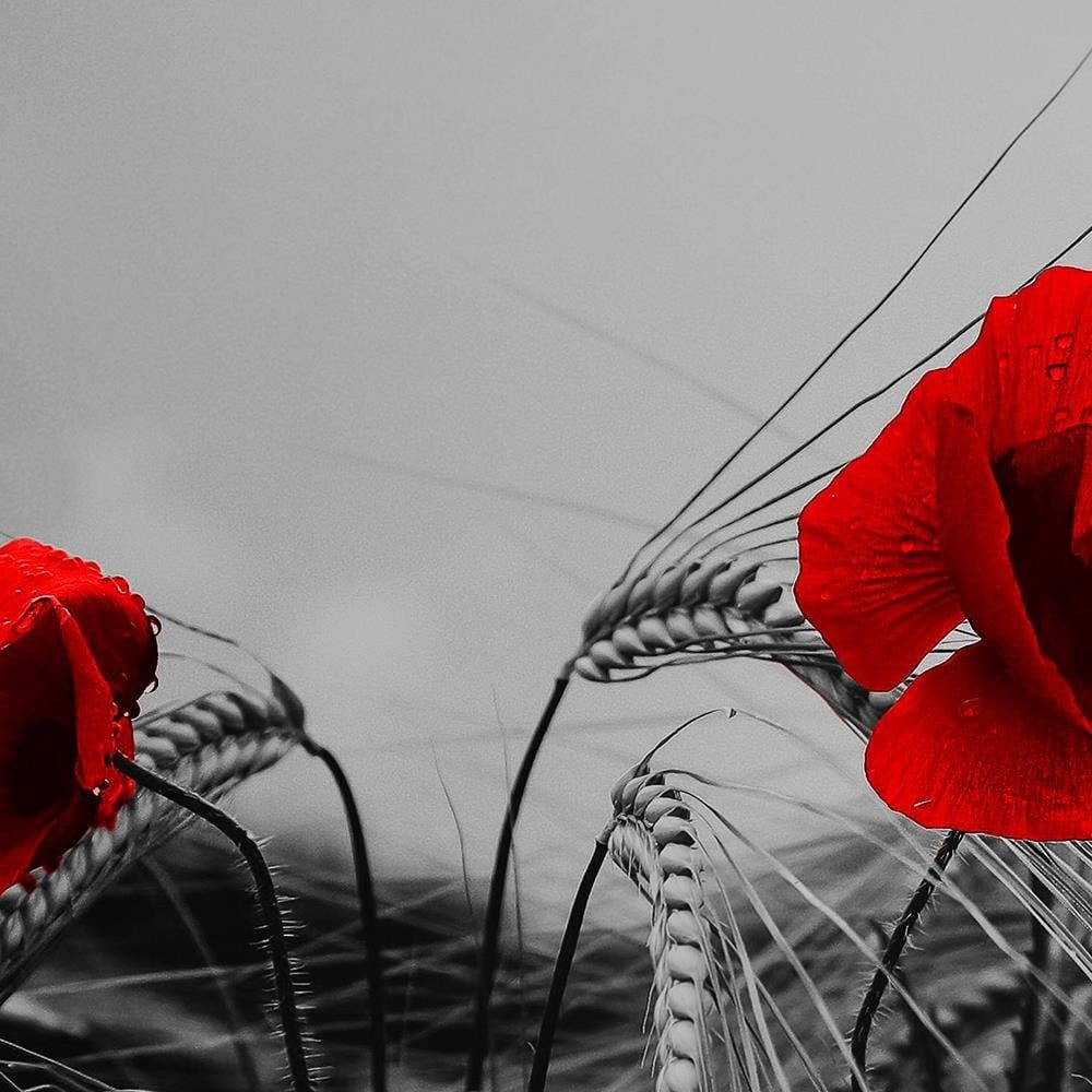 Glezna baltā rāmī - Red Poppies And Corn  Home Trends DECO