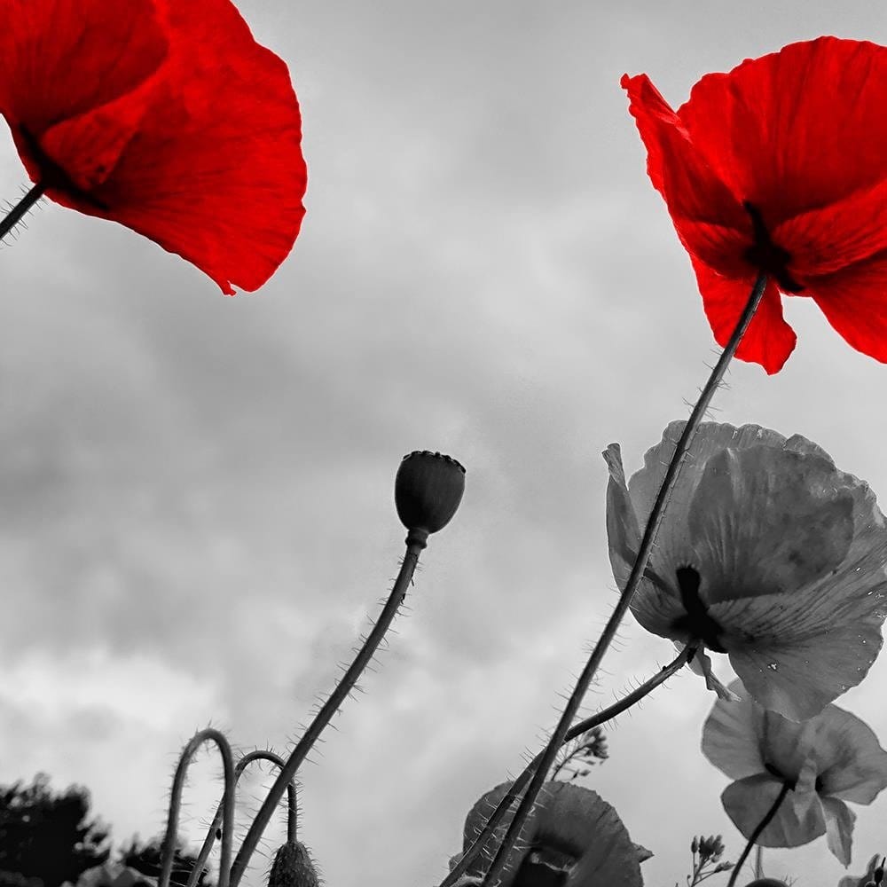 Glezna baltā rāmī - Red Poppies On The Meadow  Home Trends DECO