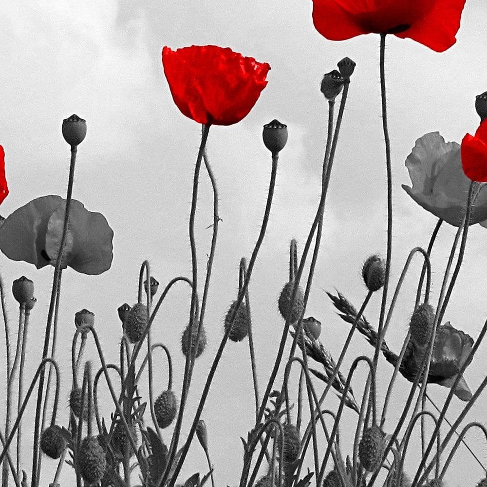 Glezna baltā rāmī - Red Poppy Flowers  Home Trends DECO