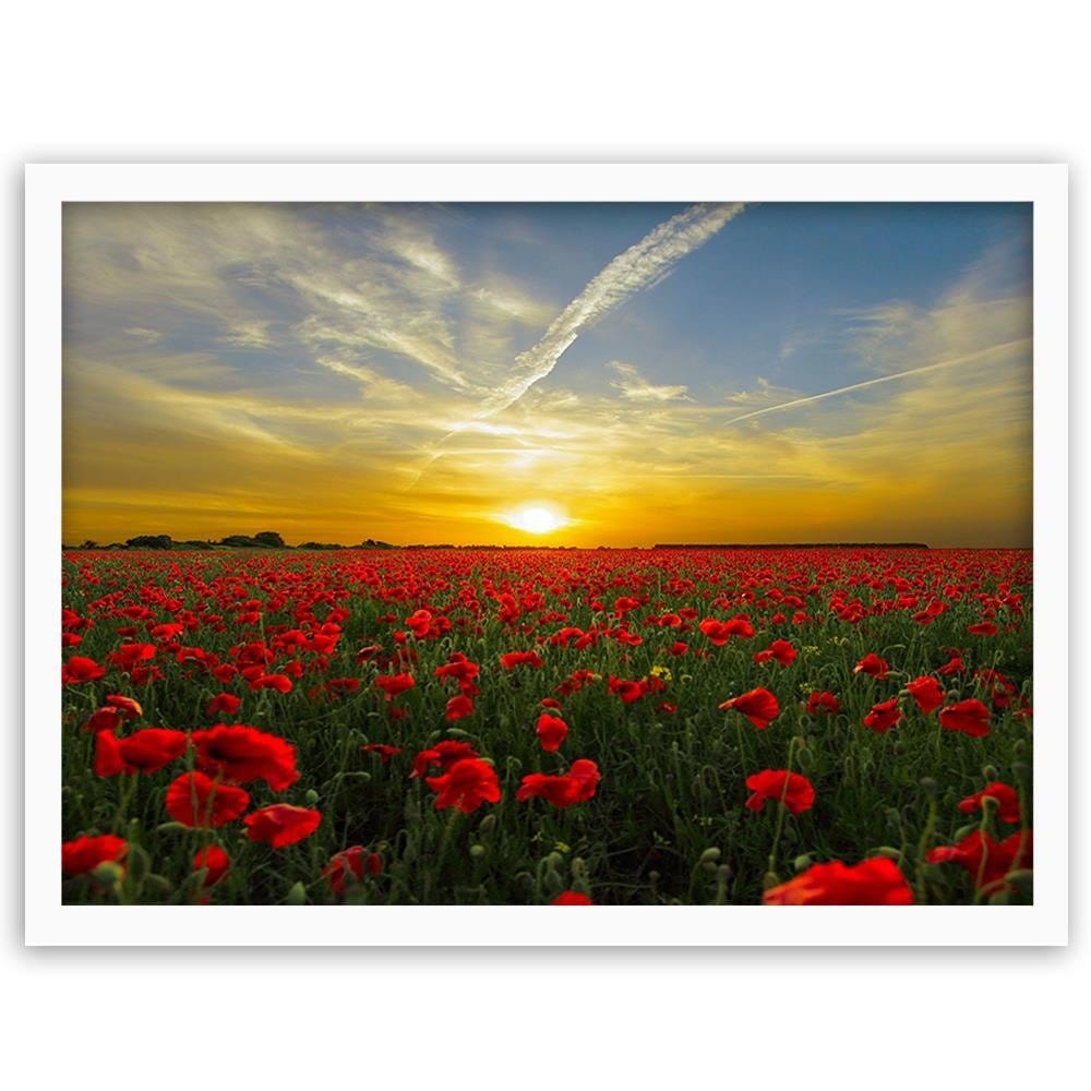 Glezna baltā rāmī - Red Poppy Flowers  Home Trends DECO