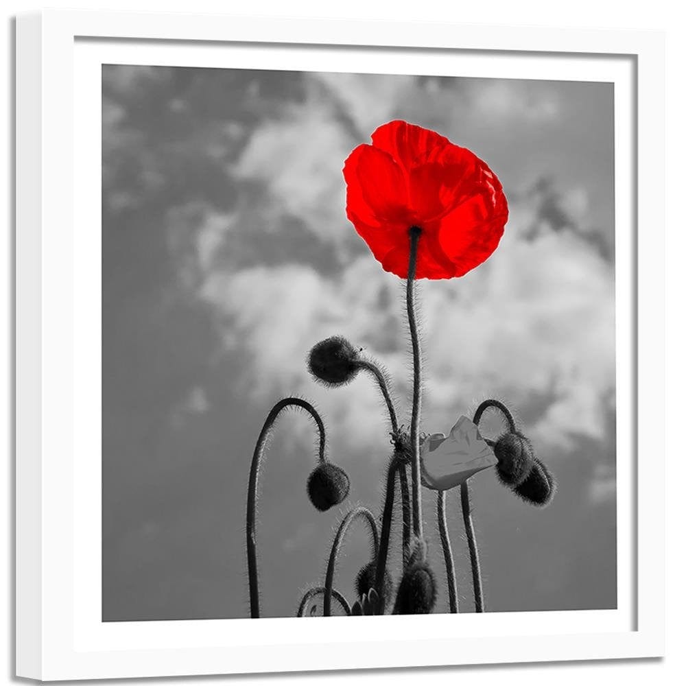 Glezna baltā rāmī - Red Poppy  Home Trends DECO
