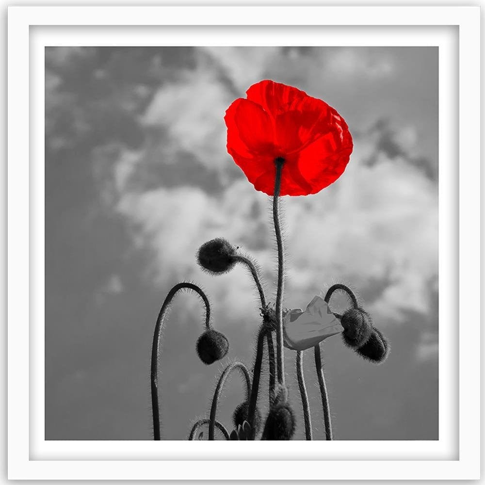 Glezna baltā rāmī - Red Poppy  Home Trends DECO