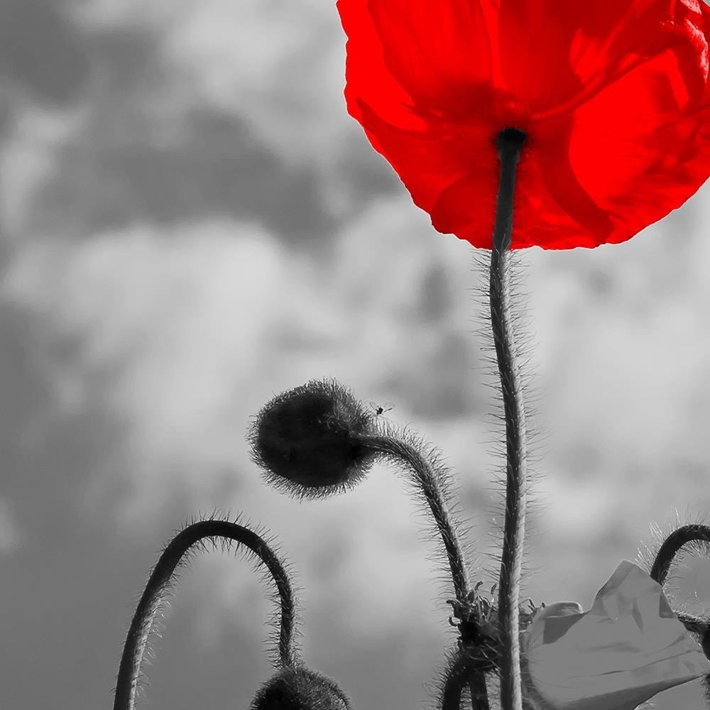 Glezna baltā rāmī - Red Poppy  Home Trends DECO