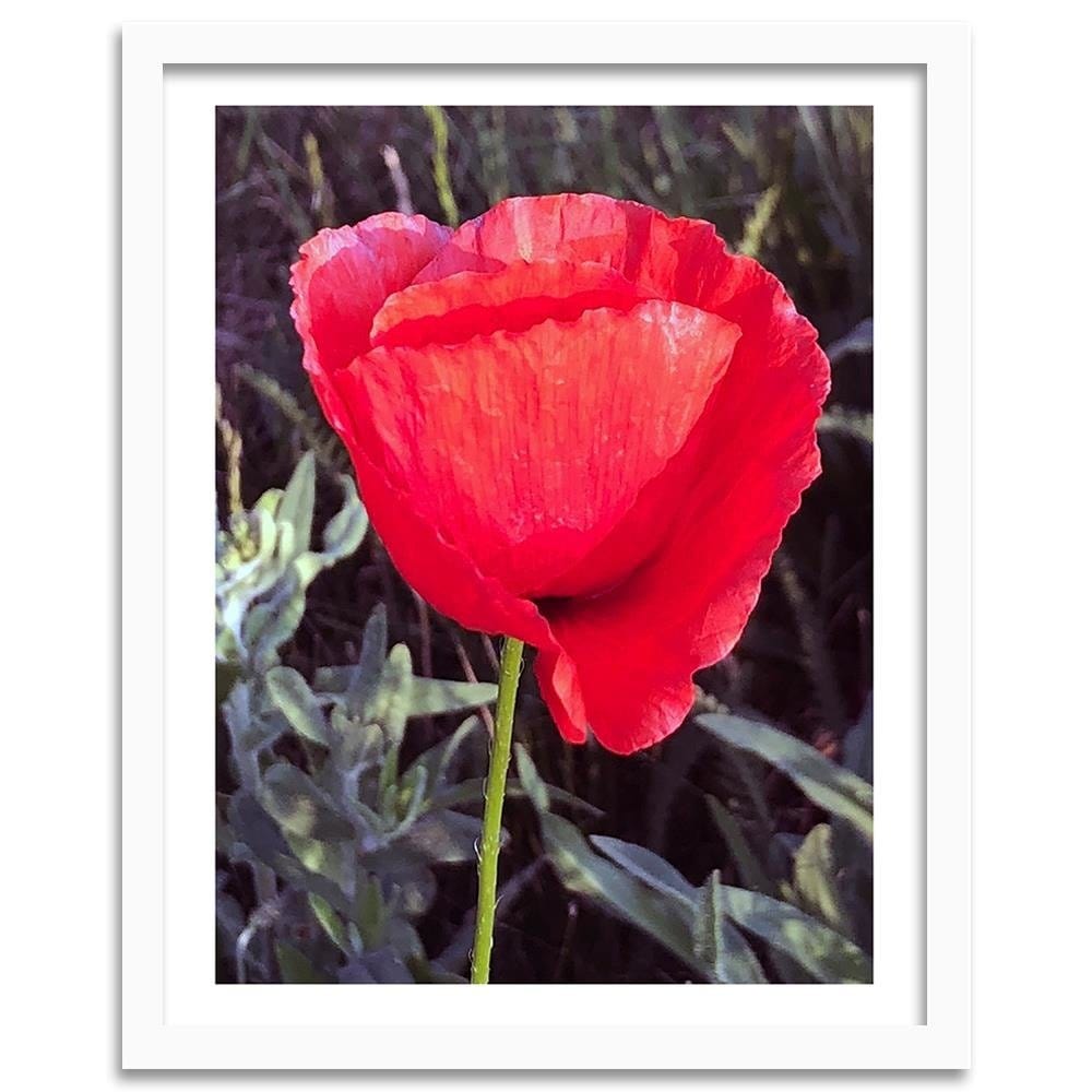 Glezna baltā rāmī - Red Poppy  Home Trends DECO