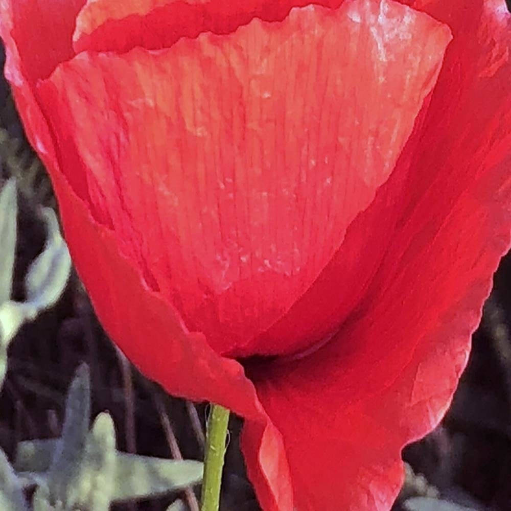 Glezna baltā rāmī - Red Poppy  Home Trends DECO