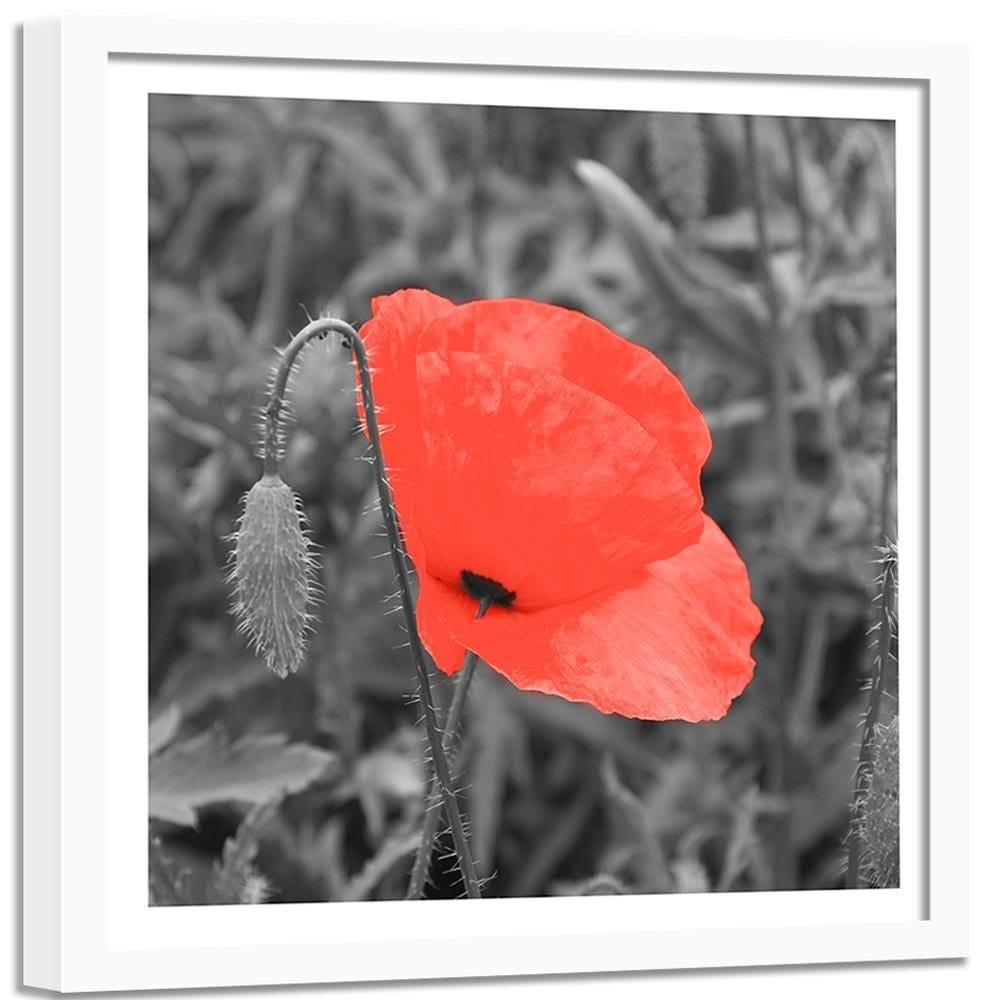Glezna baltā rāmī - Red Poppy In Gray  Home Trends DECO