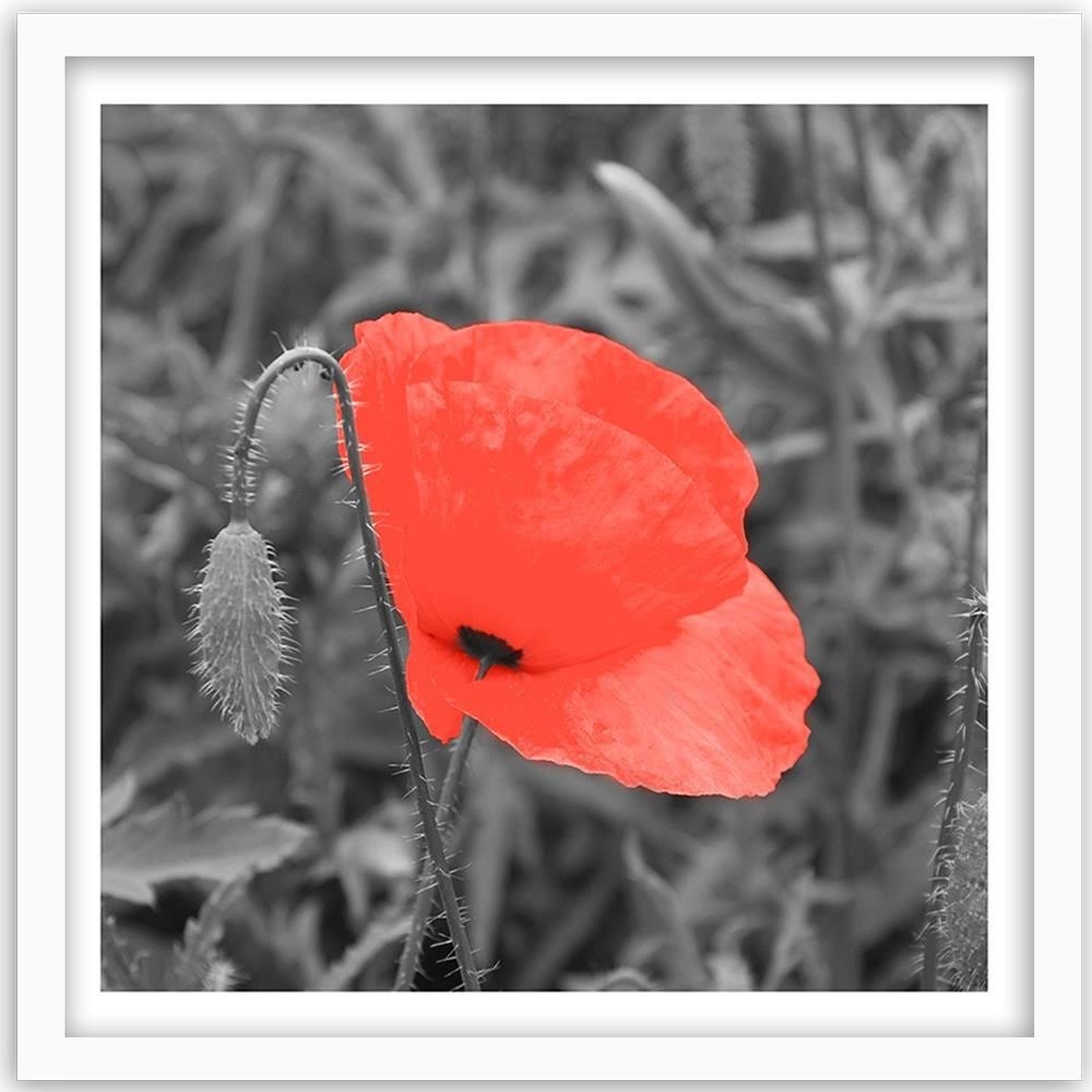 Glezna baltā rāmī - Red Poppy In Gray  Home Trends DECO