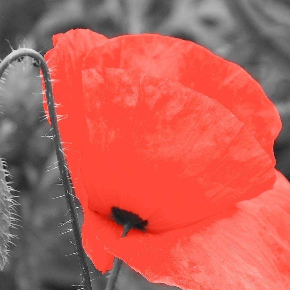 Glezna baltā rāmī - Red Poppy In Gray  Home Trends DECO