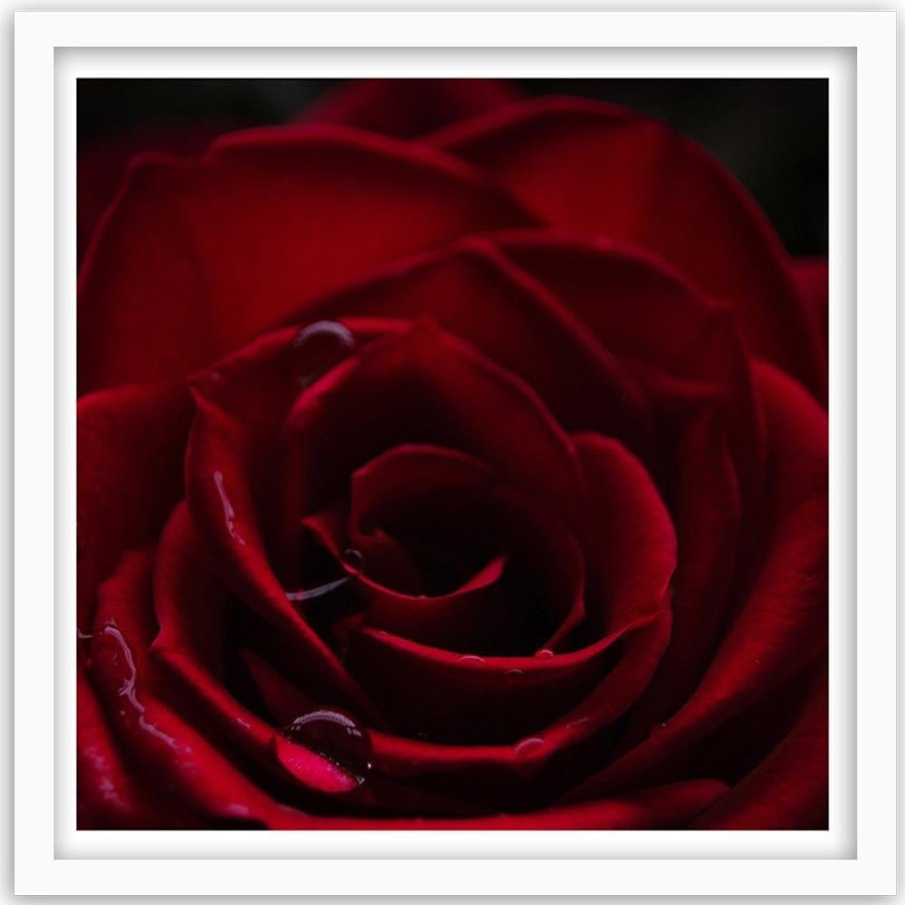Glezna baltā rāmī - Red Rose  Home Trends DECO