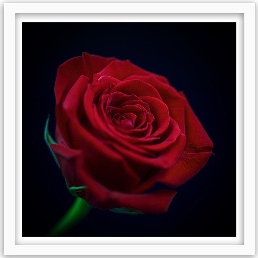 Glezna baltā rāmī - Red Rose In The Dark  Home Trends DECO