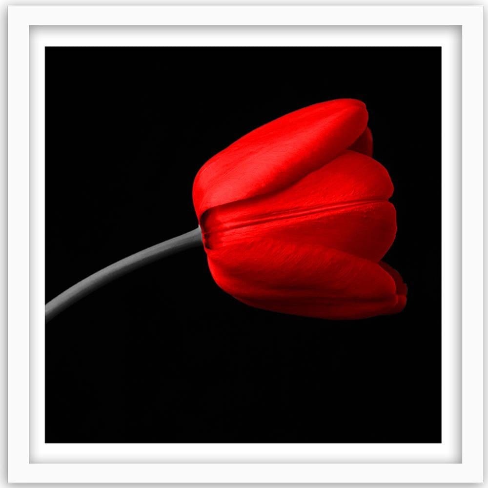 Glezna baltā rāmī - Red Tulip  Home Trends DECO