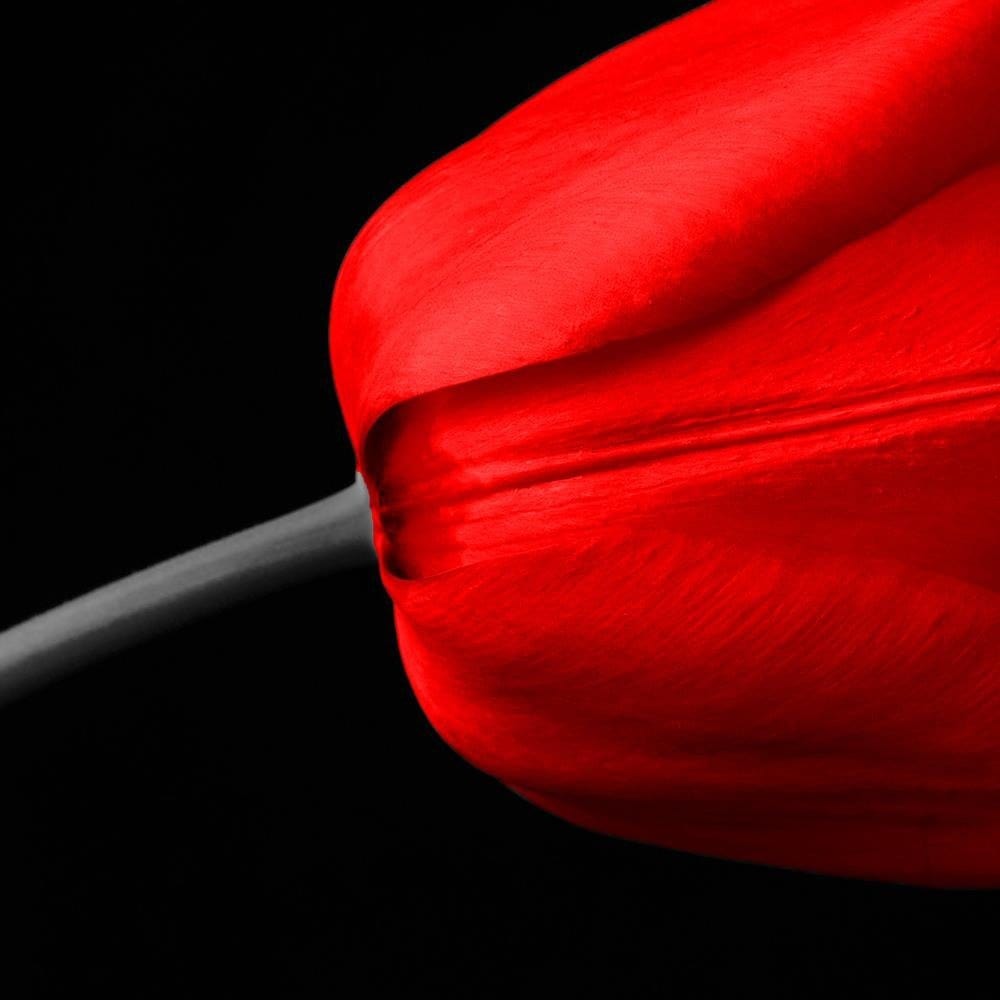 Glezna baltā rāmī - Red Tulip  Home Trends DECO